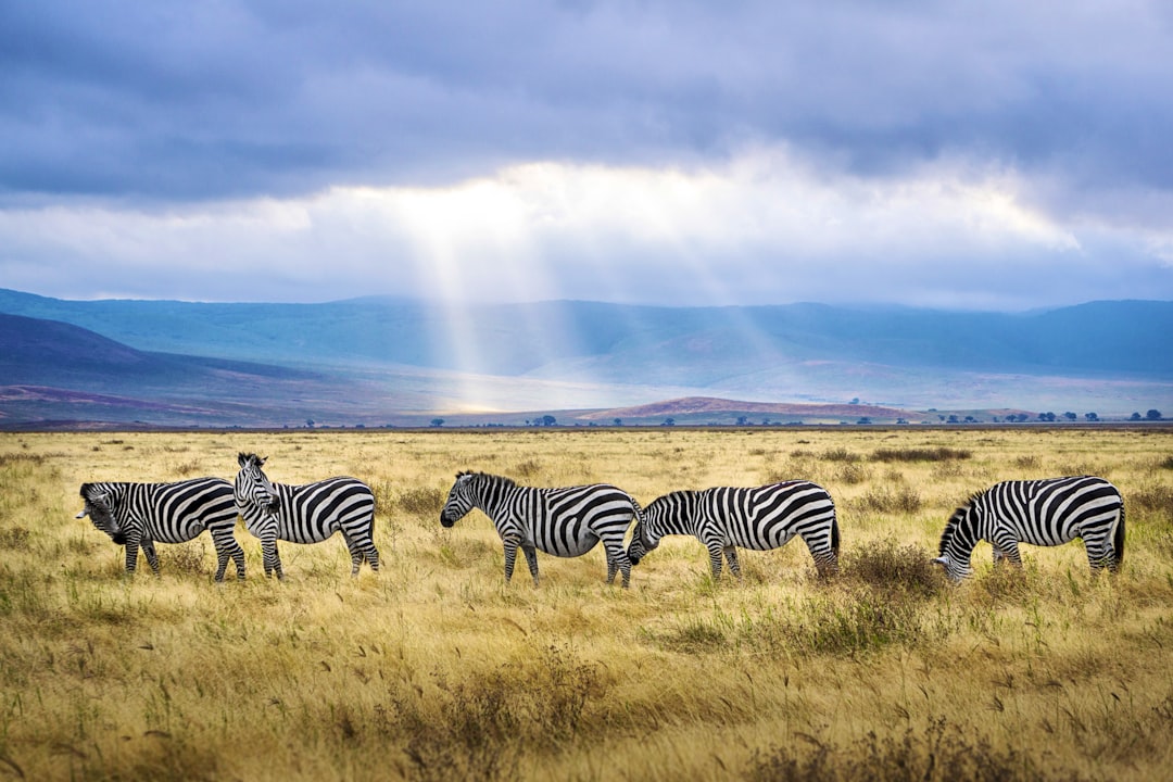 five black and white zebras