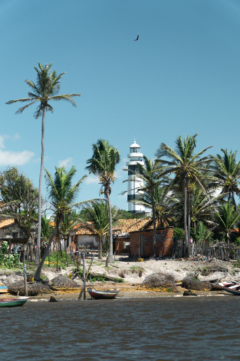 coconut trees near wate