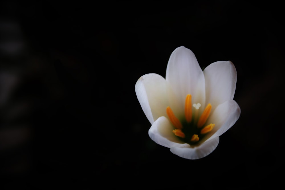 white petaled flower