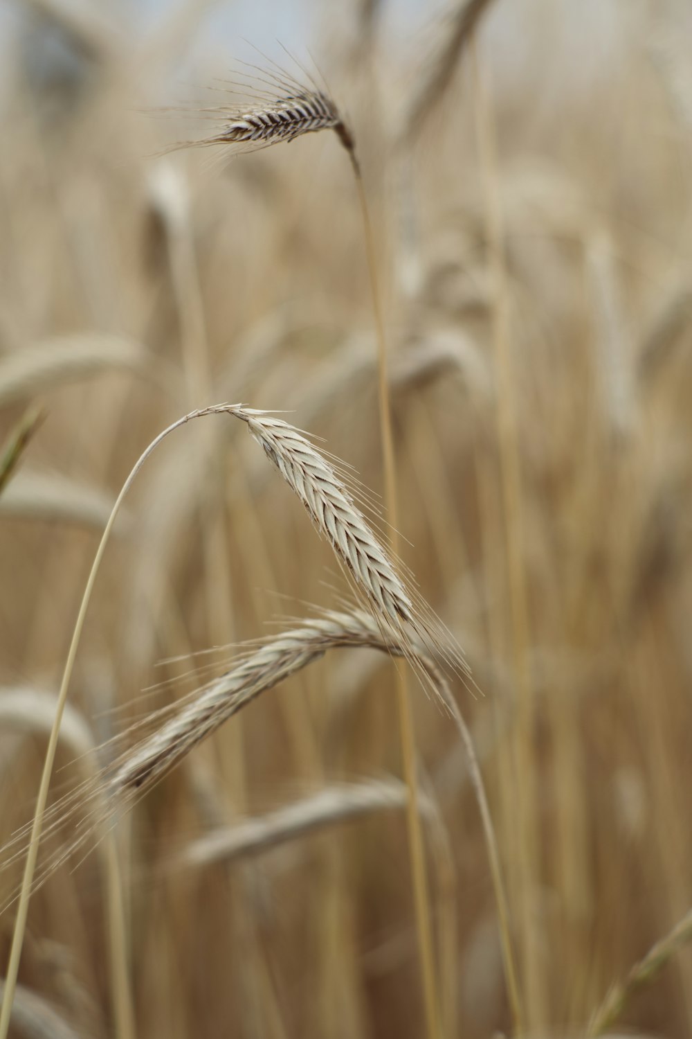 grass field