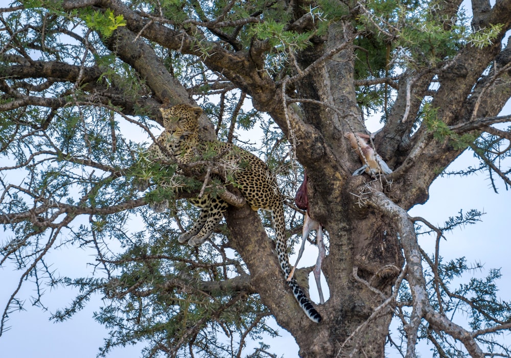 cheetah on tree during daytime