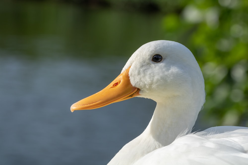 white duck