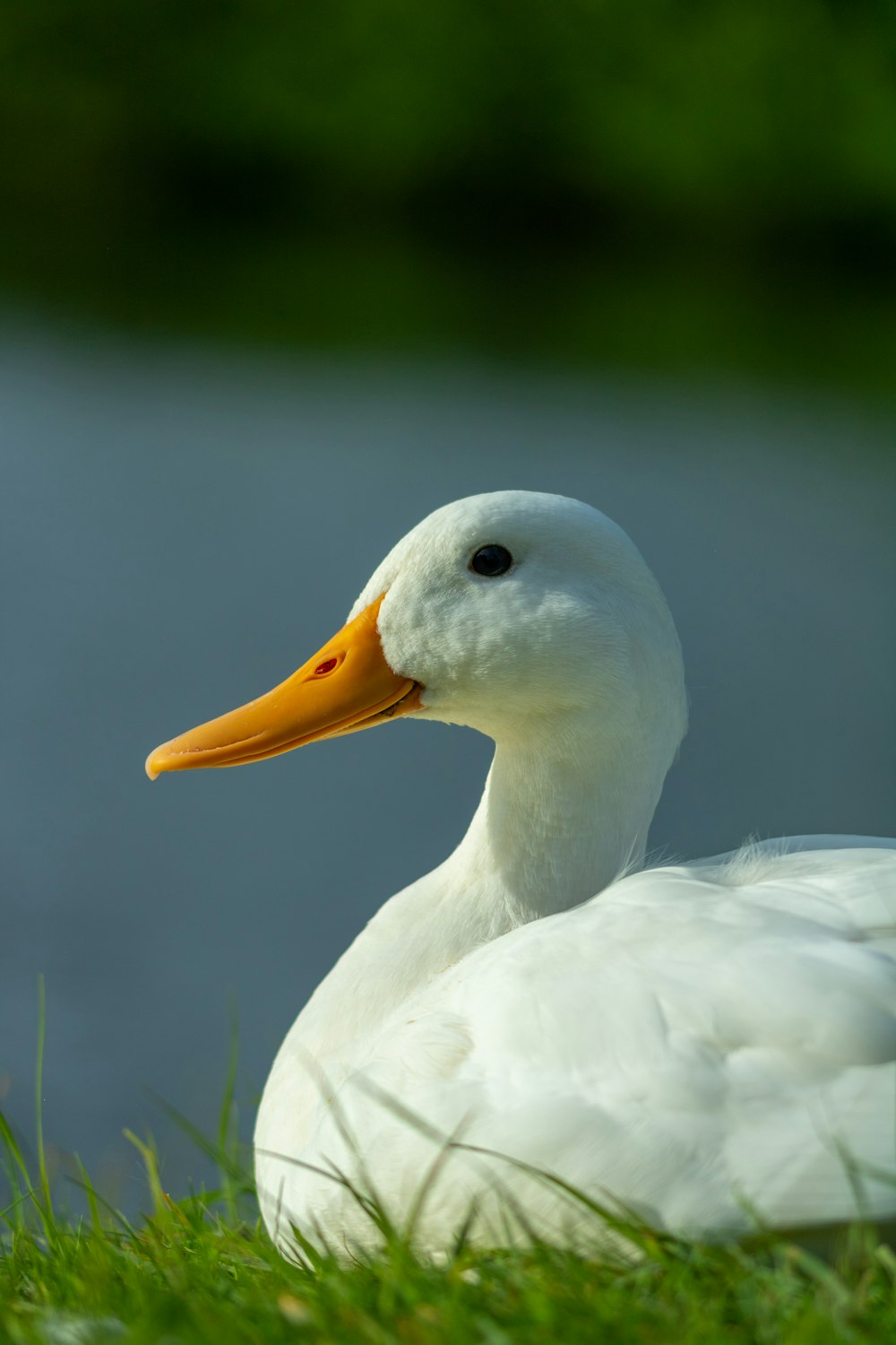 foto de cisne branco
