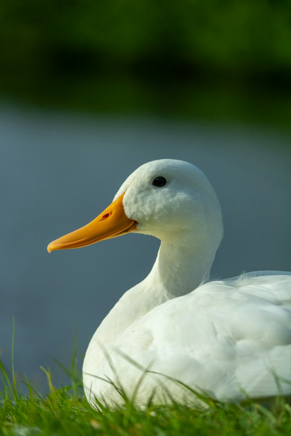 photo of white swan