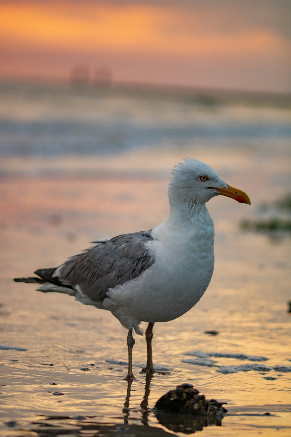 white and gray seagull