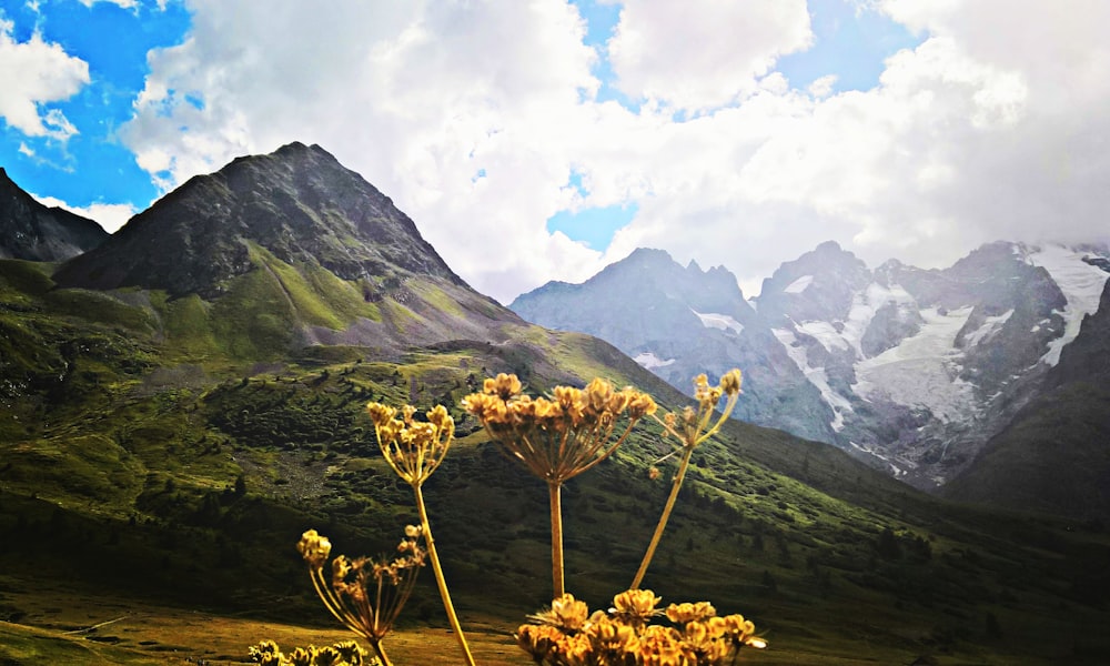 yellow petaled flowers