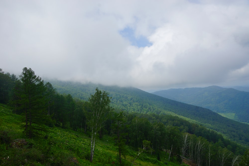 forest under white clouds