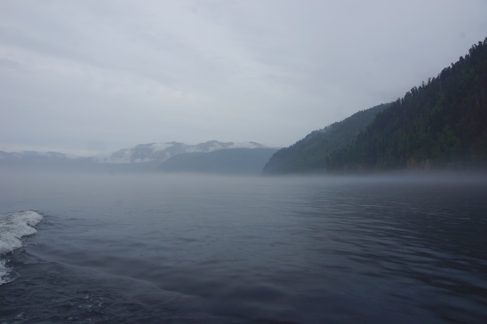 forest and sea during day