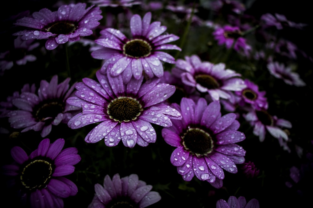 purple-petaled flowers