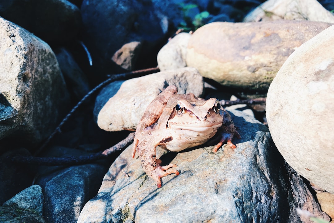 brown frog on rock during daytime