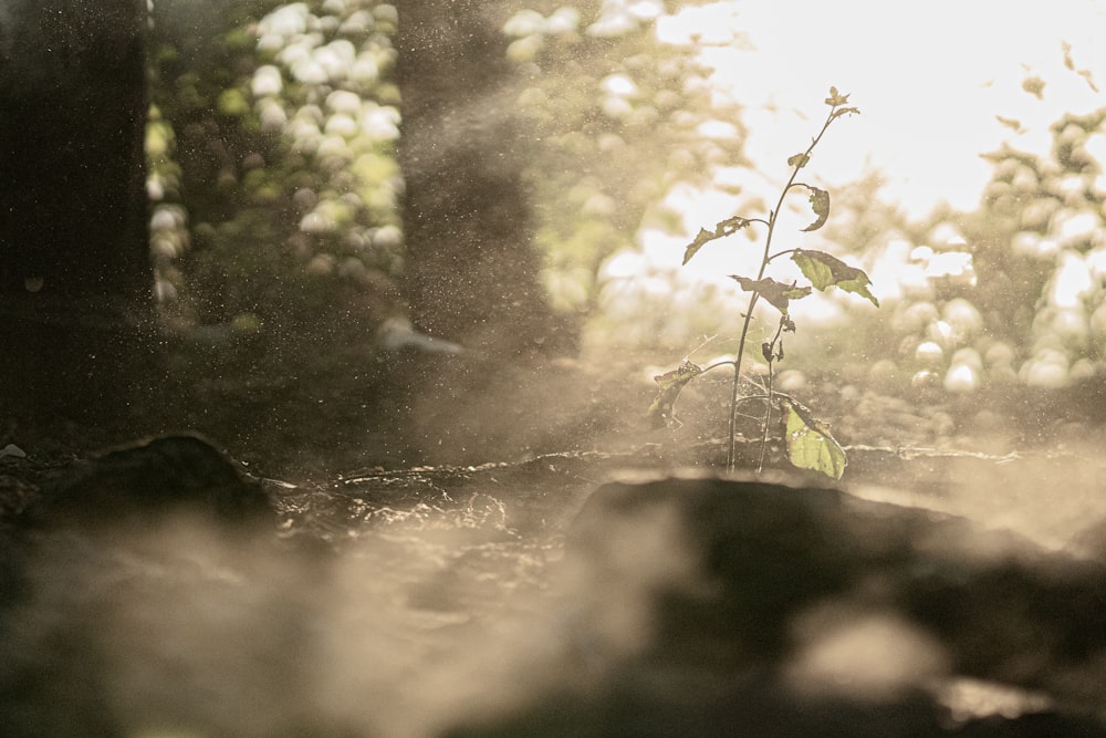 sun rays coming through trees and plants