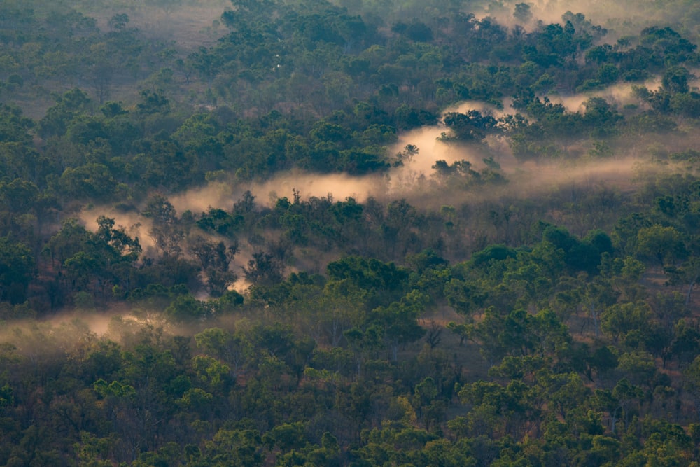 aerial view of trees with fog