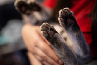 Close-up of a veterinarian's hands holding a stethoscope over a cat.