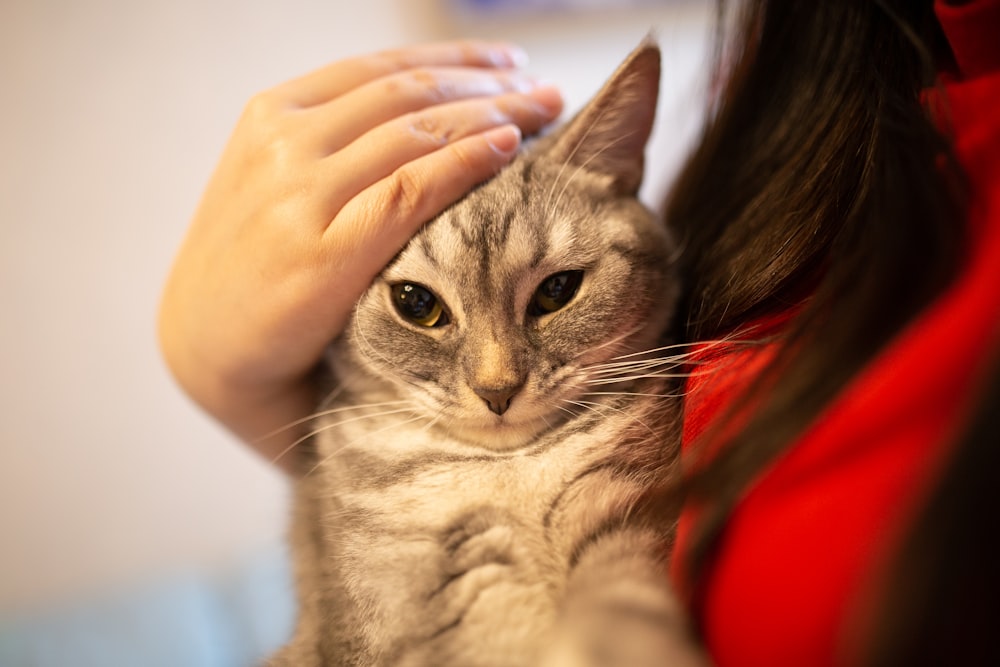 person wearing gray tabby cat