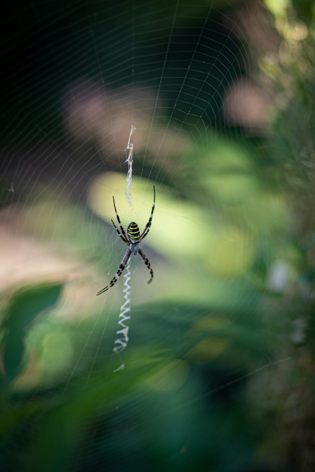 macro photography of black and gray striped spider on spiderweb
