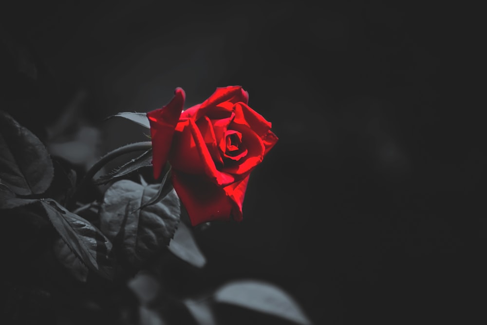 shallow focus photo of red flowers