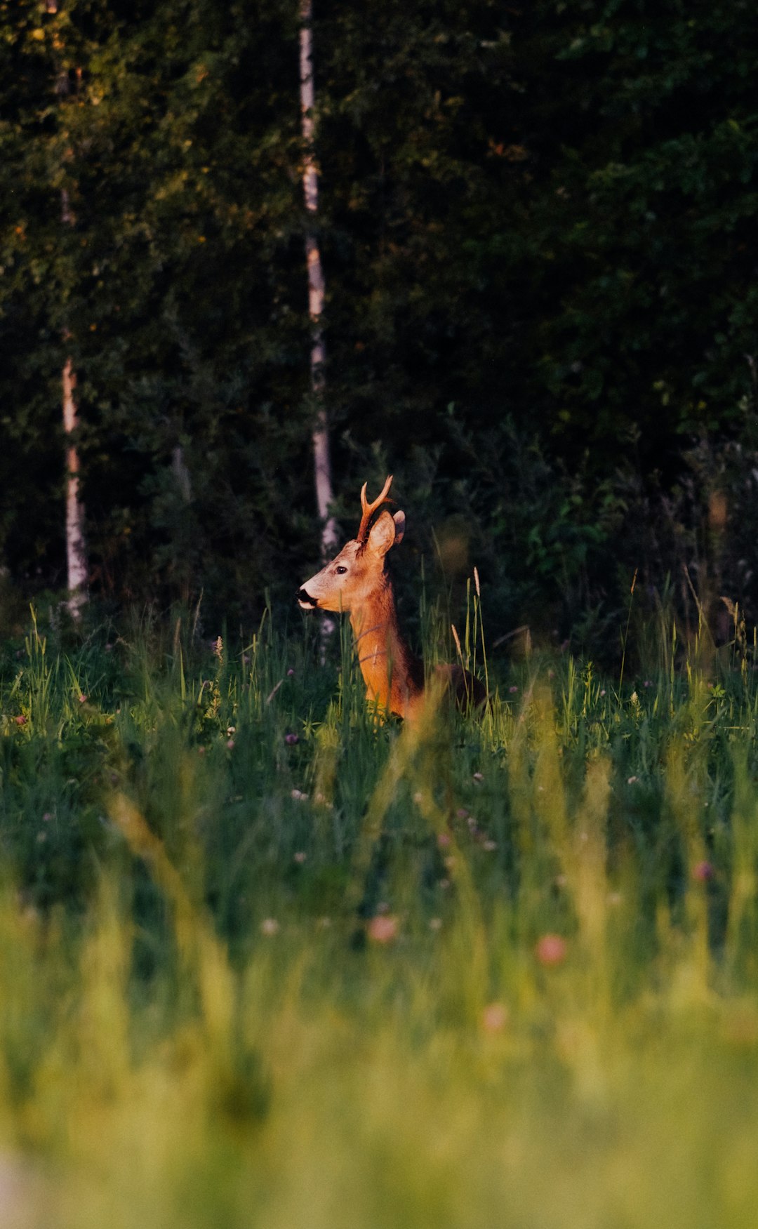 shallow focus photo of brown deer