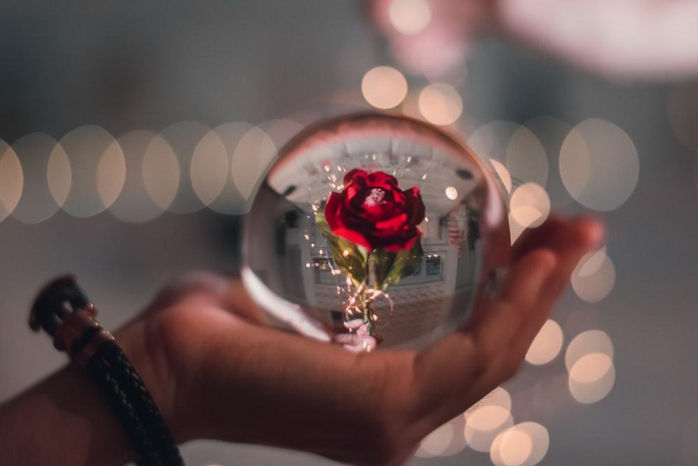 red rose flower glass decor