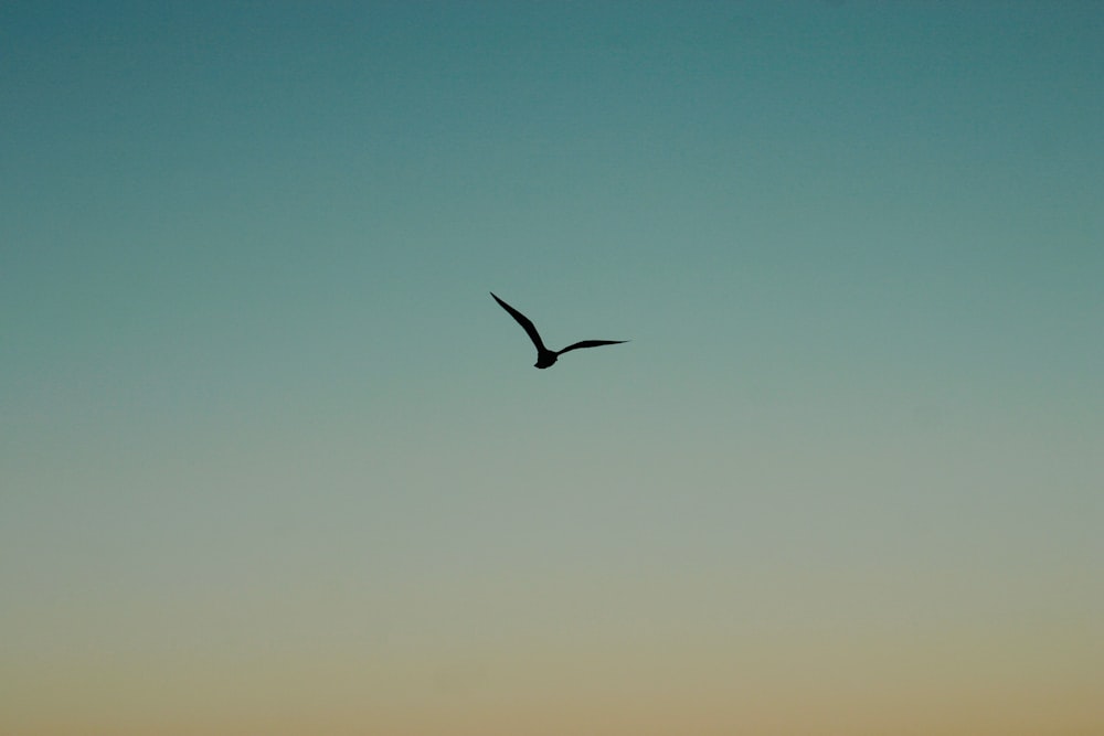 bird in flight