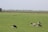 Several black and white cows graze peacefully in a lush, green pasture that stretches into the distance. A few fence posts are scattered across the field, and farm buildings can be seen in the background under a soft, cloudy sky.