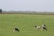 Several black and white cows graze peacefully in a lush, green pasture that stretches into the distance. A few fence posts are scattered across the field, and farm buildings can be seen in the background under a soft, cloudy sky.