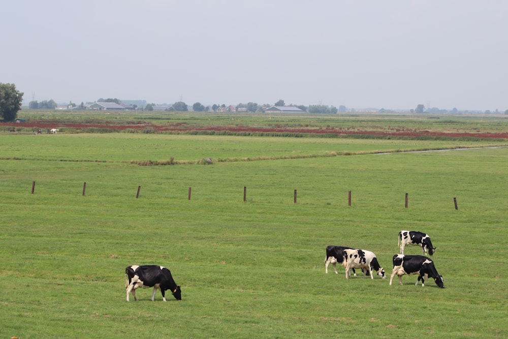 vacas comendo gramíneas