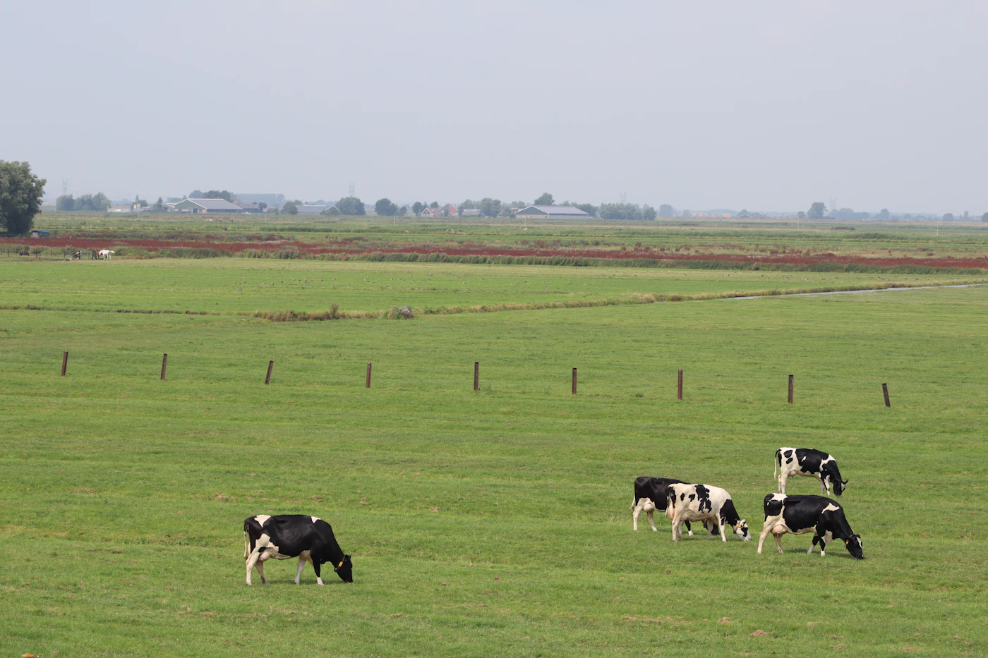 Koeien die grazen in een vlak landschap