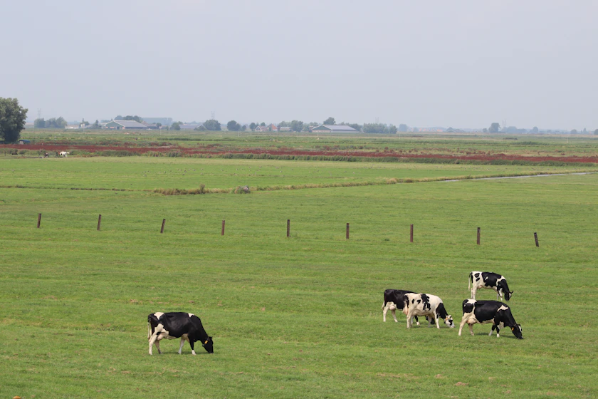Black and white dairy cows grazing in a flat fenced pasture.
