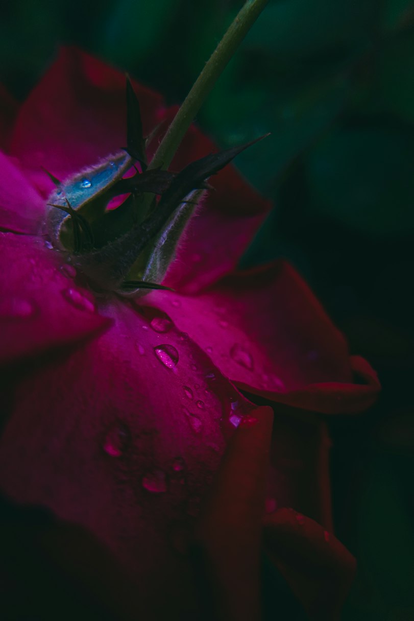 Close-up of fresh red rose petals with water droplets
