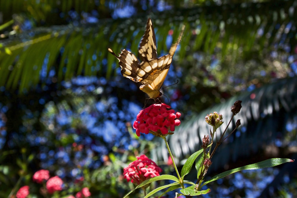 butterfly on red encrusted flower