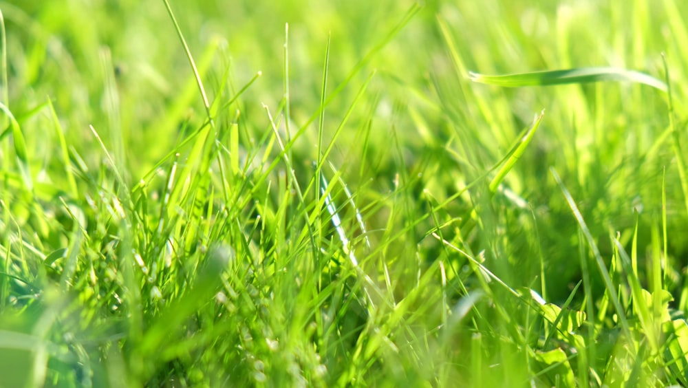 close view of green grasses