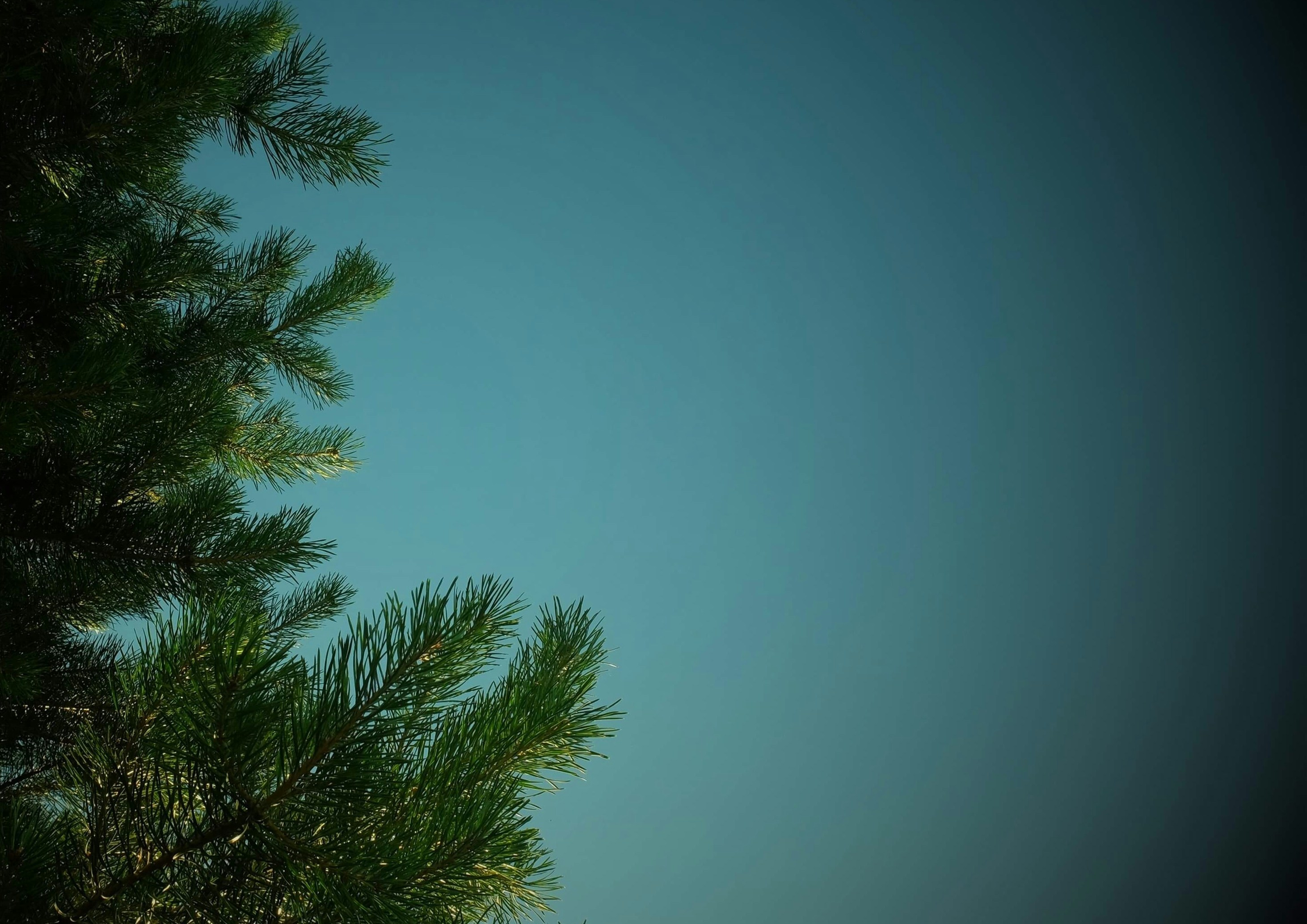 Photo by olhasumnikova