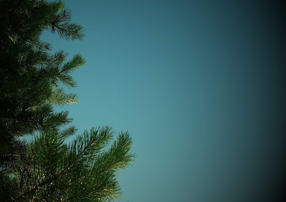 green leafed trees