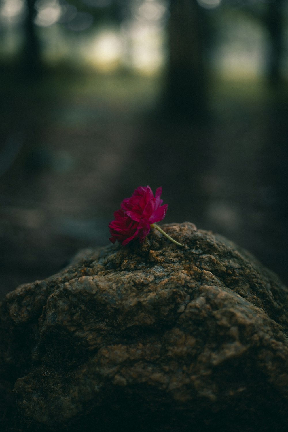 red petaled flower