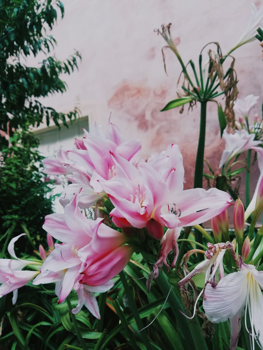 pink petaled flower