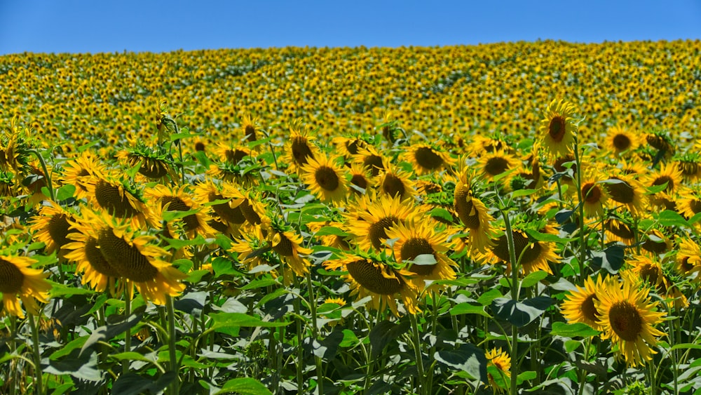 sunflower field