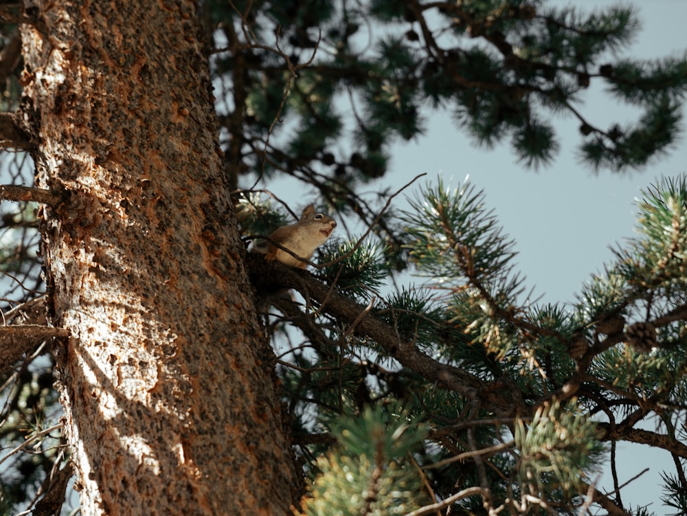 squirrel on pine tree branch