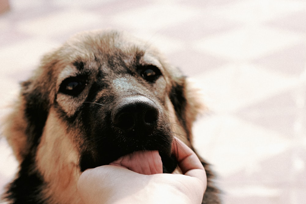 person touching leonberger puppy