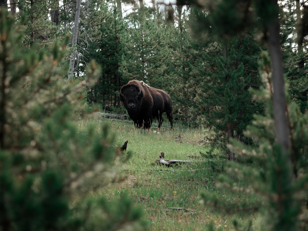 black bison