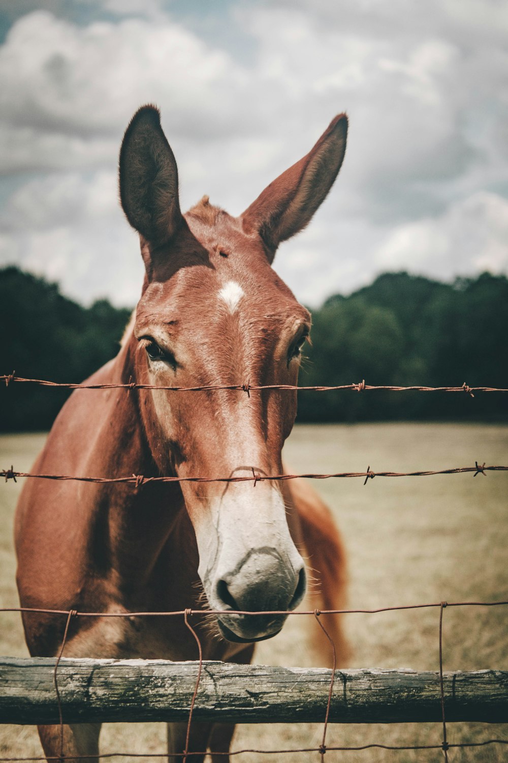 brown horse under white clouds