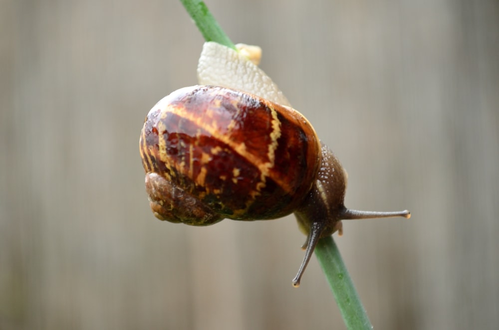 escargot brun