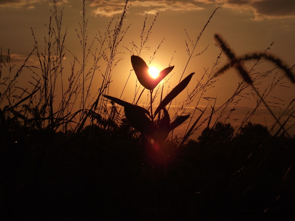 El sol se está poniendo detrás de una hierba alta