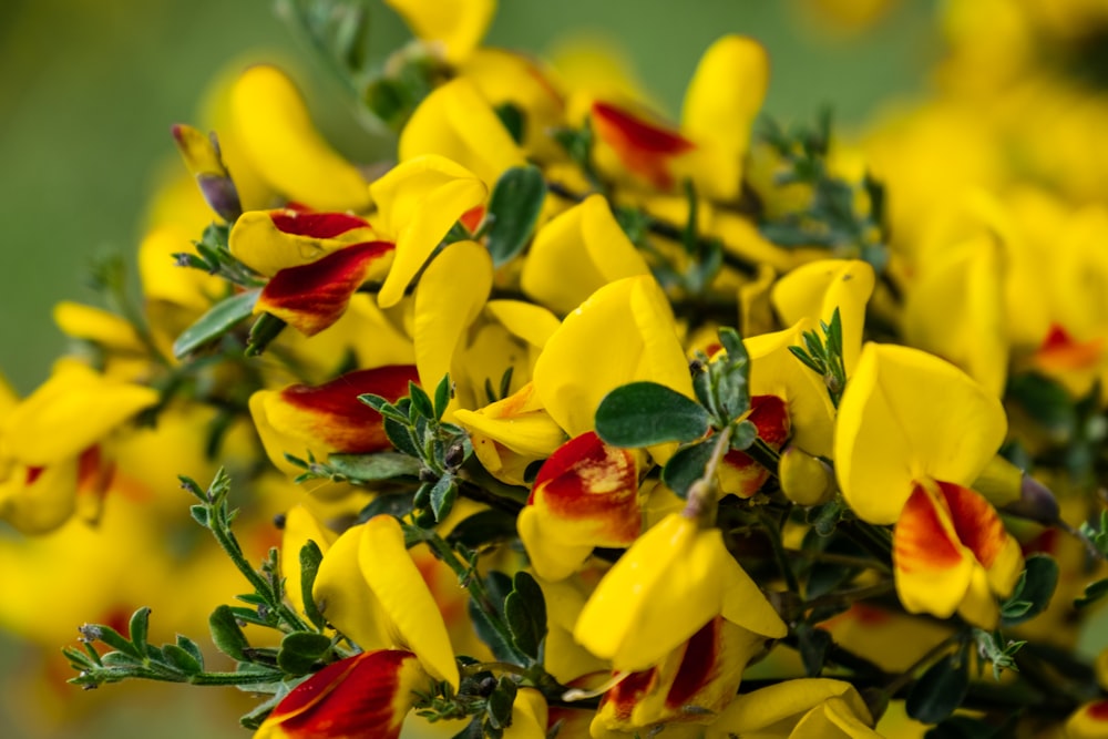 red-and-yellow flowers