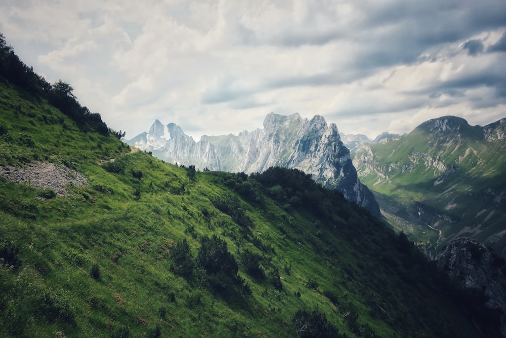 green trees on mountain