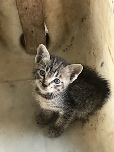 A small, gray tabby kitten with striking blue eyes sits curled up in a lightly stained, beige-colored vessel. Its fur is a mix of darker gray stripes and a lighter gray underbelly.