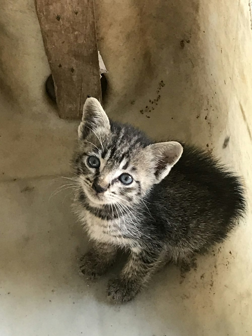 gray tabby kitten