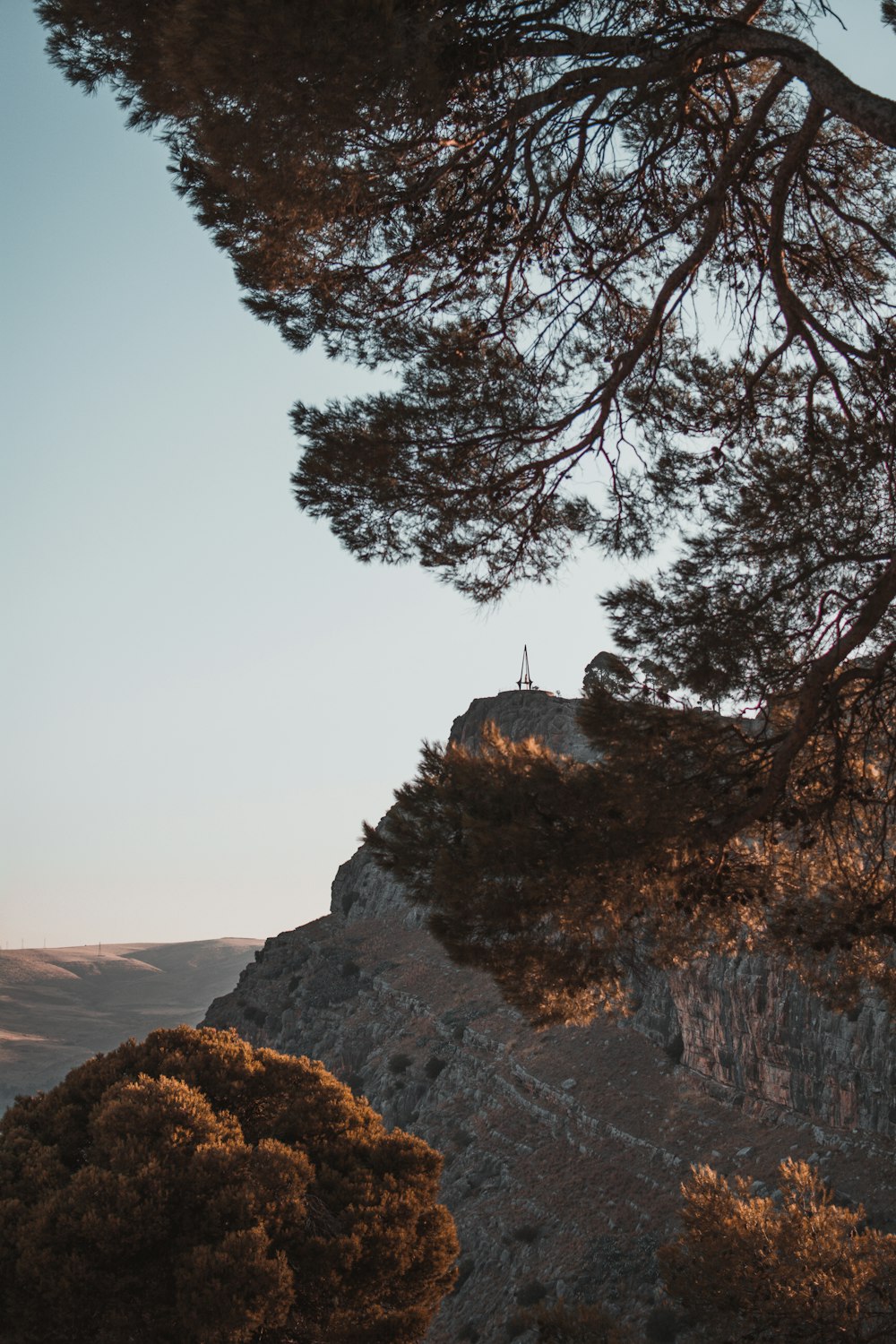 green trees viewing mountain during daytime