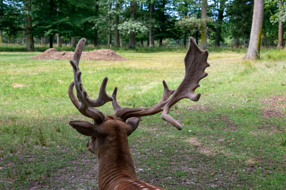 brown deer