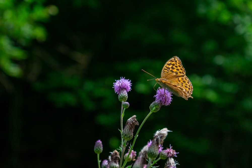 Fotografía de primer plano de mariposa amarilla posada en flor