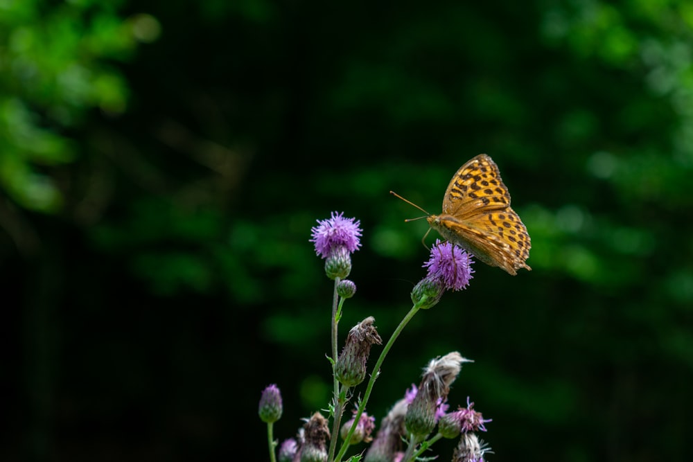 close-up photography of yellow butterfly perching on flower